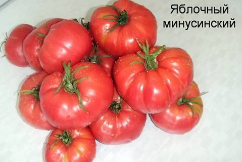 Томат яблочный минусинский: отзывы, фото, урожайность | tomatland.ru