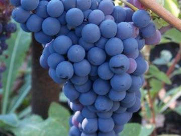 Описание сортов винограда Саперави и Саперави Северный, отличия, преимущества, недостатки