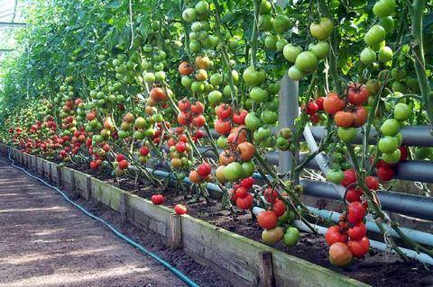 Посадка помидор: как правильно провести посев семян томатов, схемы размещения овоща на даче, в теплице и парнике, уход от а до я, особенности полива, а также фото