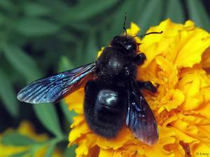 Жизнь пчелы-плотника – интересного, но исчезающего вида