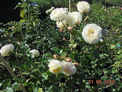 "мансера роза и ваниль": отзывы, описание аромата, производитель. mancera roses vanille