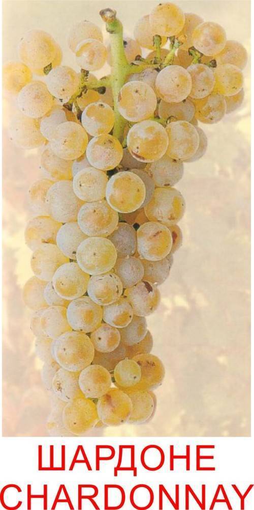 Виноград «шардоне»: описание биологических особенностей одного из самых популярных сортов винограда в мире