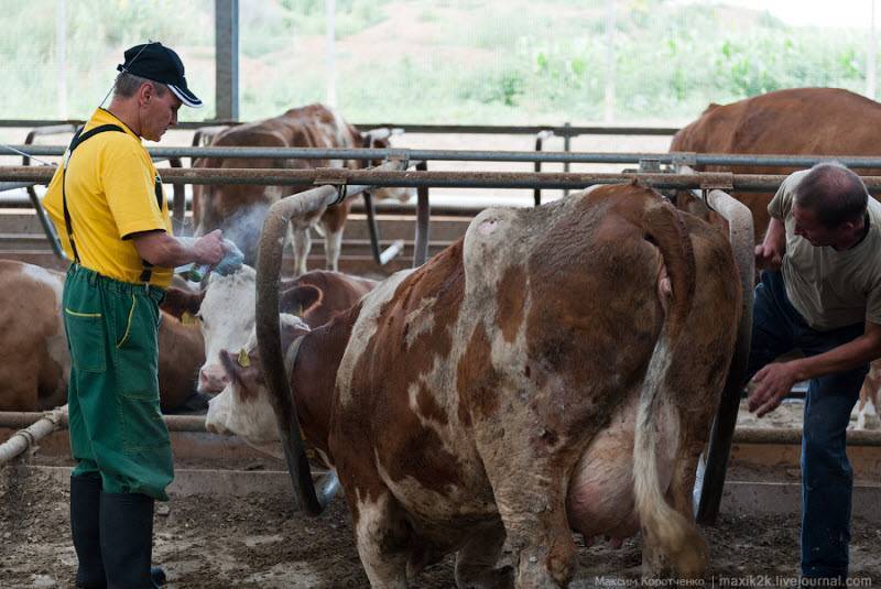 Осеменения коров: методы и процесс