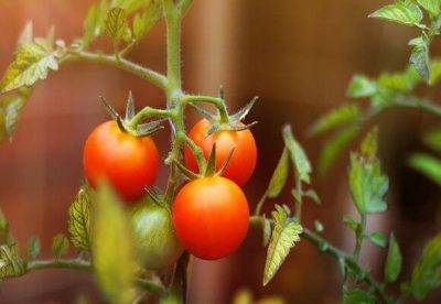 Можно ли сажать помидоры по два куста в одну лунку: какие томаты помещают в ямку по несколько штук и что даёт данная технология, каков процесс выращивания корней?