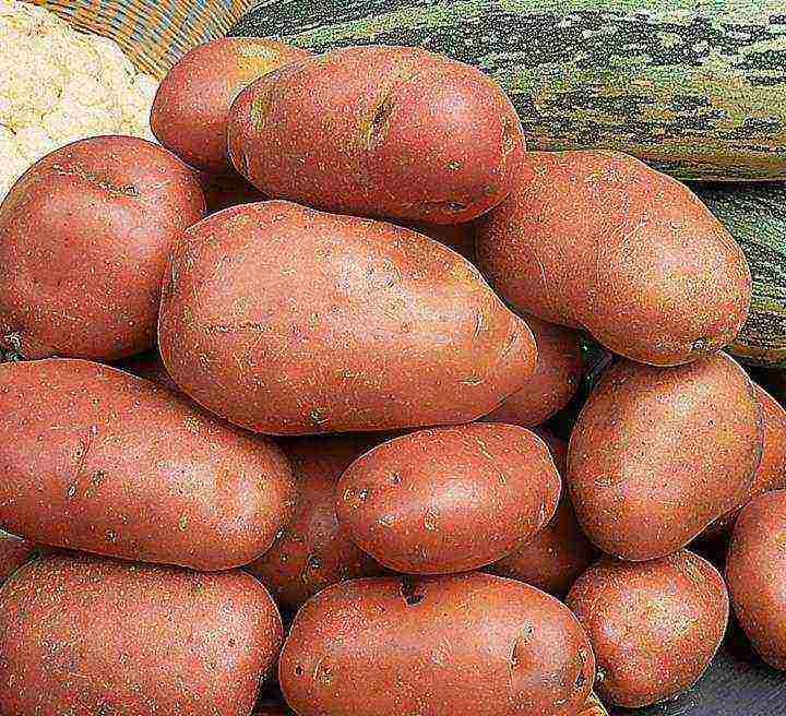 Белые сорта картофеля с красными и розовыми глазками