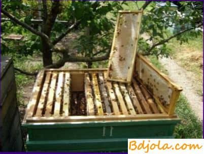 Специфика содержания пчёл в ульях лежаках