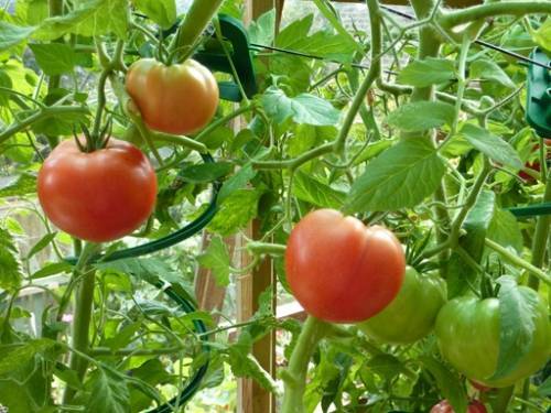 Несложные моменты о том, как обрезать помидоры в теплице, чтобы был хороший урожай