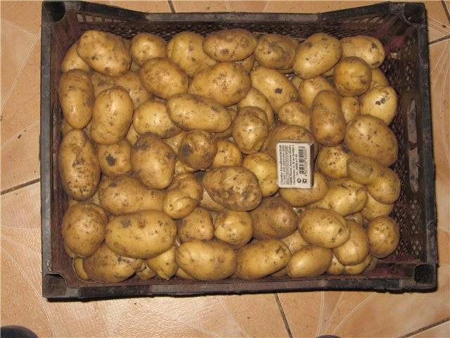Беллароза: описание семенного сорта картофеля, характеристики