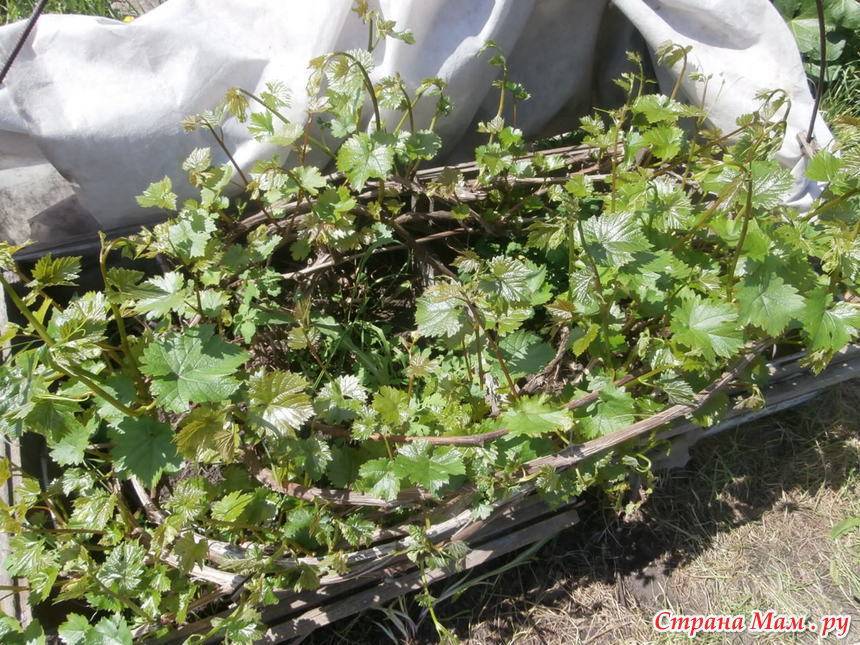 Выращивание мускатного винограда русбол — описание лозы