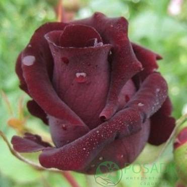 Роза «черная магия» – как использовать в ландшафтном дизайне, особенности выращивания в домашних условиях