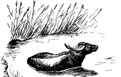 Крупный рогатый скот | энциклопедия кругосвет
