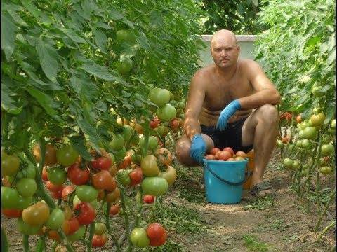 Удаление нижних листьев у томатов в открытом грунте и теплице