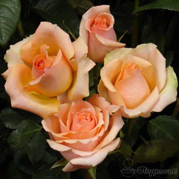 Лучшие сорта роз по цветам | о розе