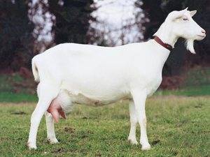 Зааненская порода коз (43 фото): описание зааненской породы коз и племенные хозяйства, советы племзаводчиков по содержанию коз, тонкости ухода