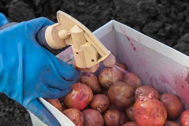 Рокко: описание семенного сорта картофеля, характеристики, агротехника