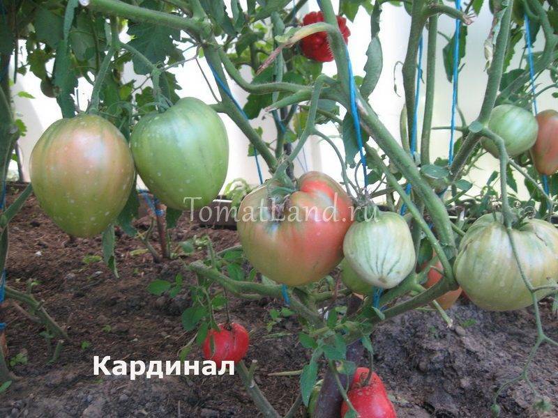Кардинал: описание сорта томата, характеристики помидоров, посев