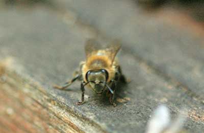 Пчеловодство вопрос о пчеловодстве и пчеловодах