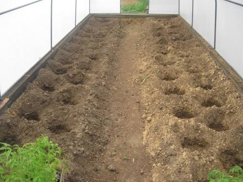 Как подготовить почву для посадки помидоров в теплице