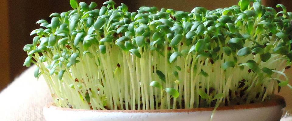Кресс-салат – правила посадки и ухода, особенности выращивания на подоконнике в земле и без нее