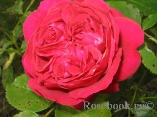 Самые популярные, красивые и душистые виды и сорта плетистых роз - описание и фото