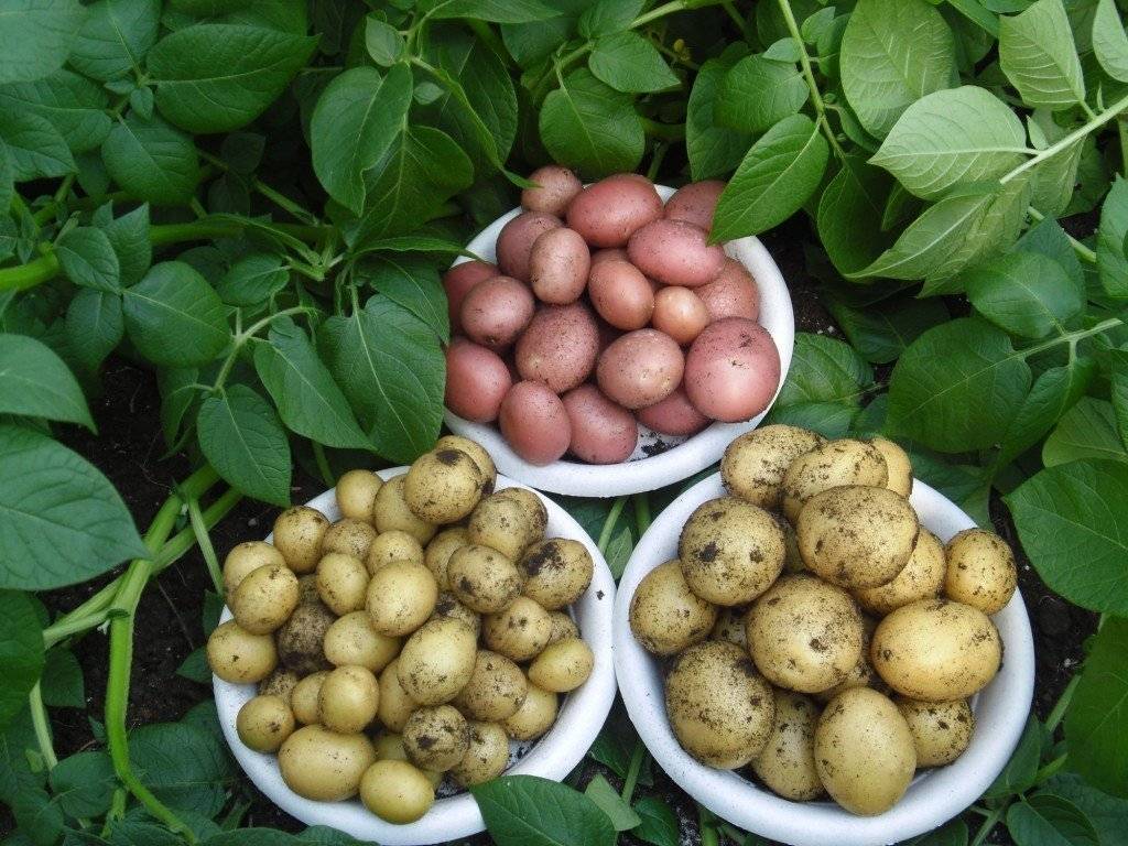 Сроки посадки картофеля в Подмосковье, как сажать картошку, время