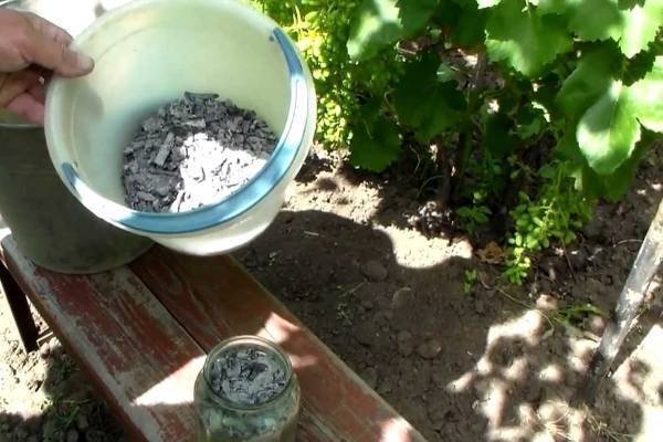 Когда и в какие сроки подкармливать и поливать виноград - vinograd-loza