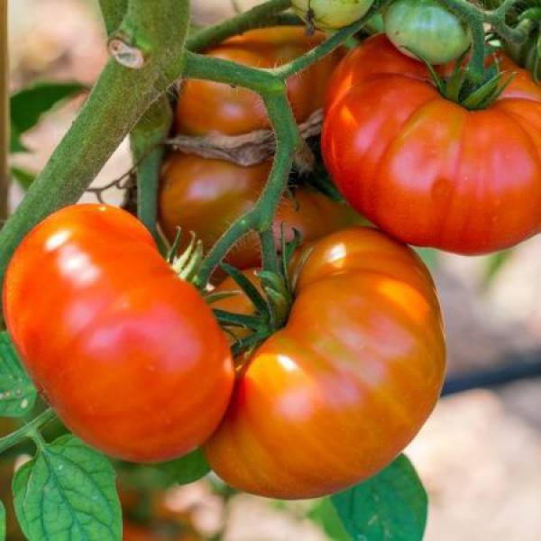 Выращиваем томат «бычий лоб»: описание сорта, фото, рекомендации