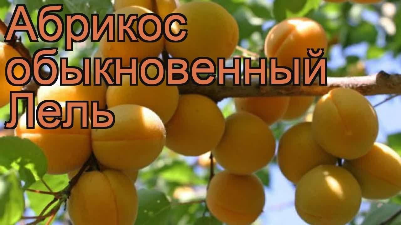 Абрикос 'лель' — википедия переиздание // wiki 2