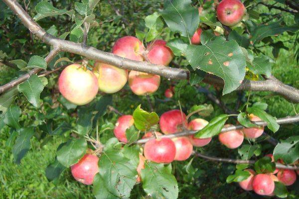 Привлекательный вид, отличный вкус и неприхотливость — яблони сорта анис