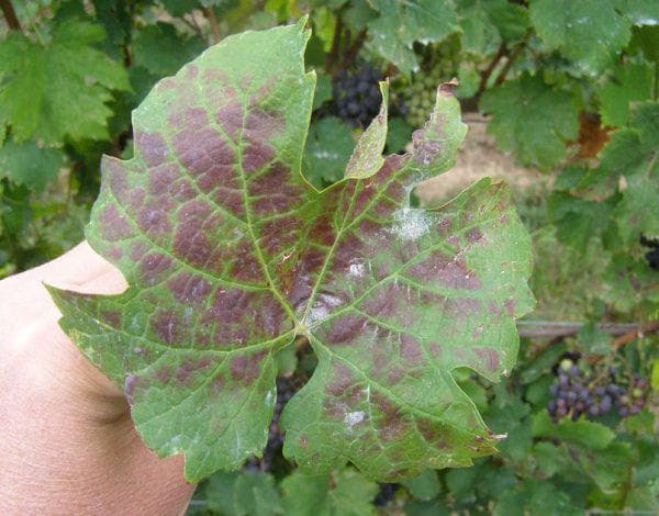 Болезнь винограда мильдью – как с ней бороться