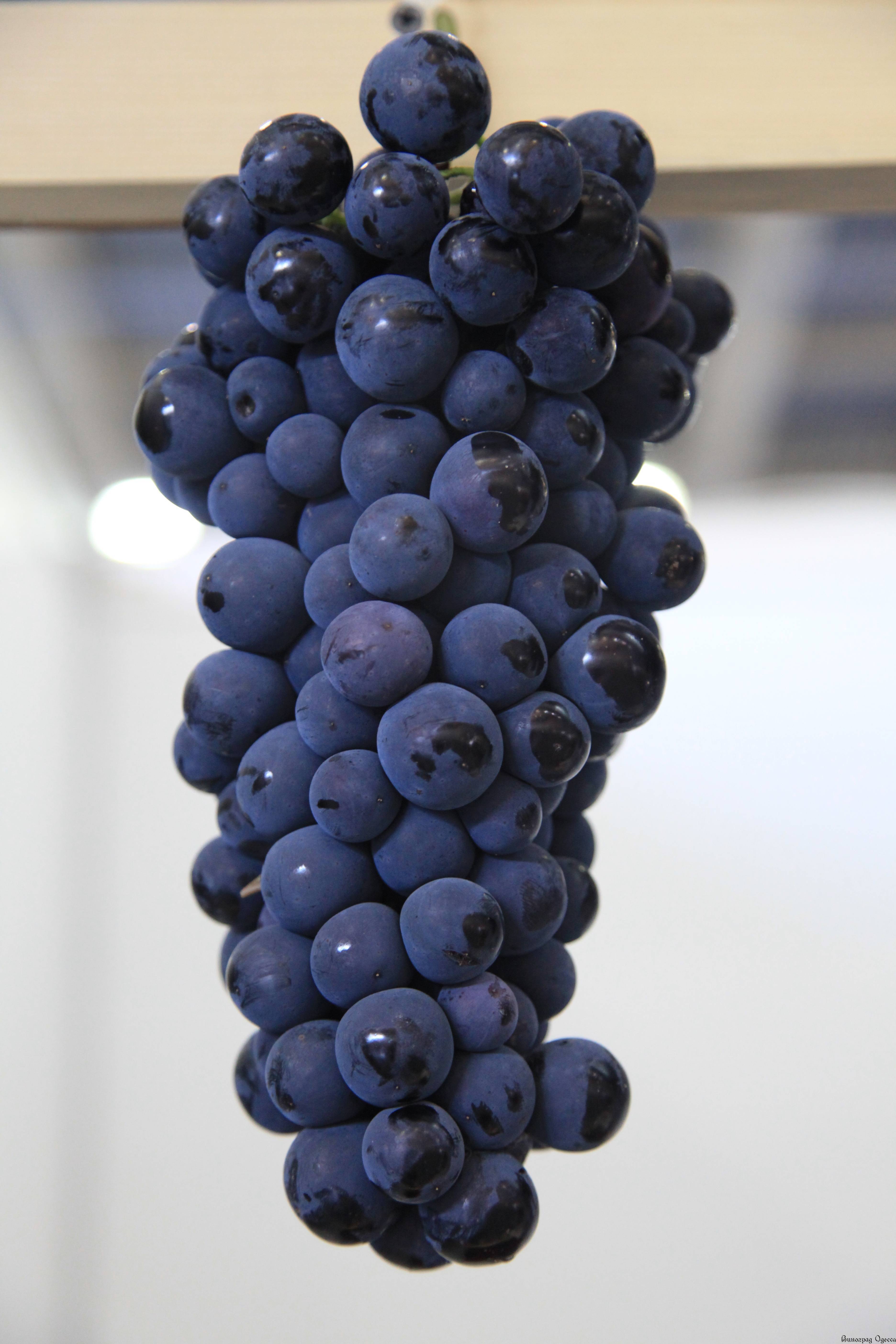 Страшенский — чёрный матовый сорт винограда с нежной мякотью