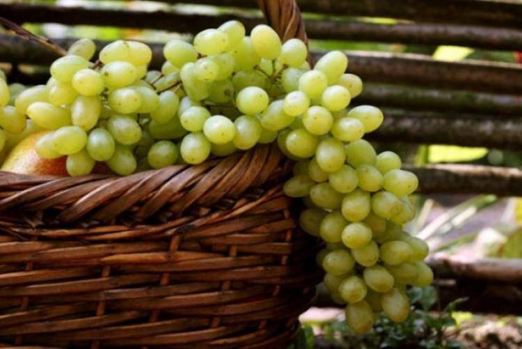 Вкусные и неприхотливые сорта винограда