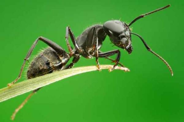 Действенные методы избавления от муравьев на смородине. как спасти смородину от муравьёв