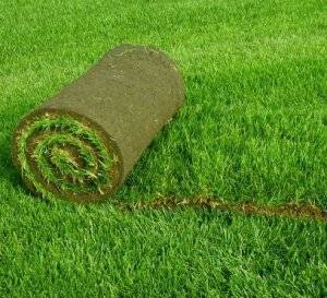 О газонной траве turfline: сфера применения, семена в составе, характеристики