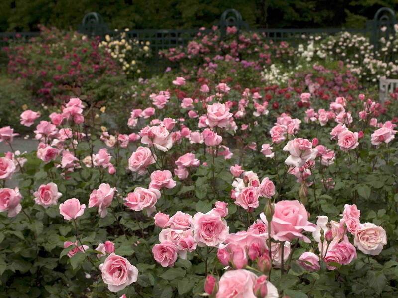 О розе квин элизабет (queen elizabeth): описание и характеристики сорта
