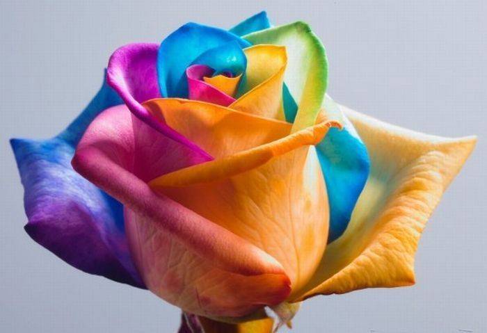 Как сделать разноцветные розы