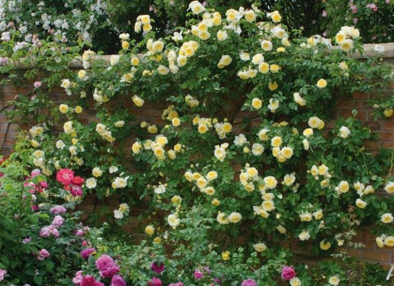 Роза пенни лейн (penny lane) —характеристики сортового растения
