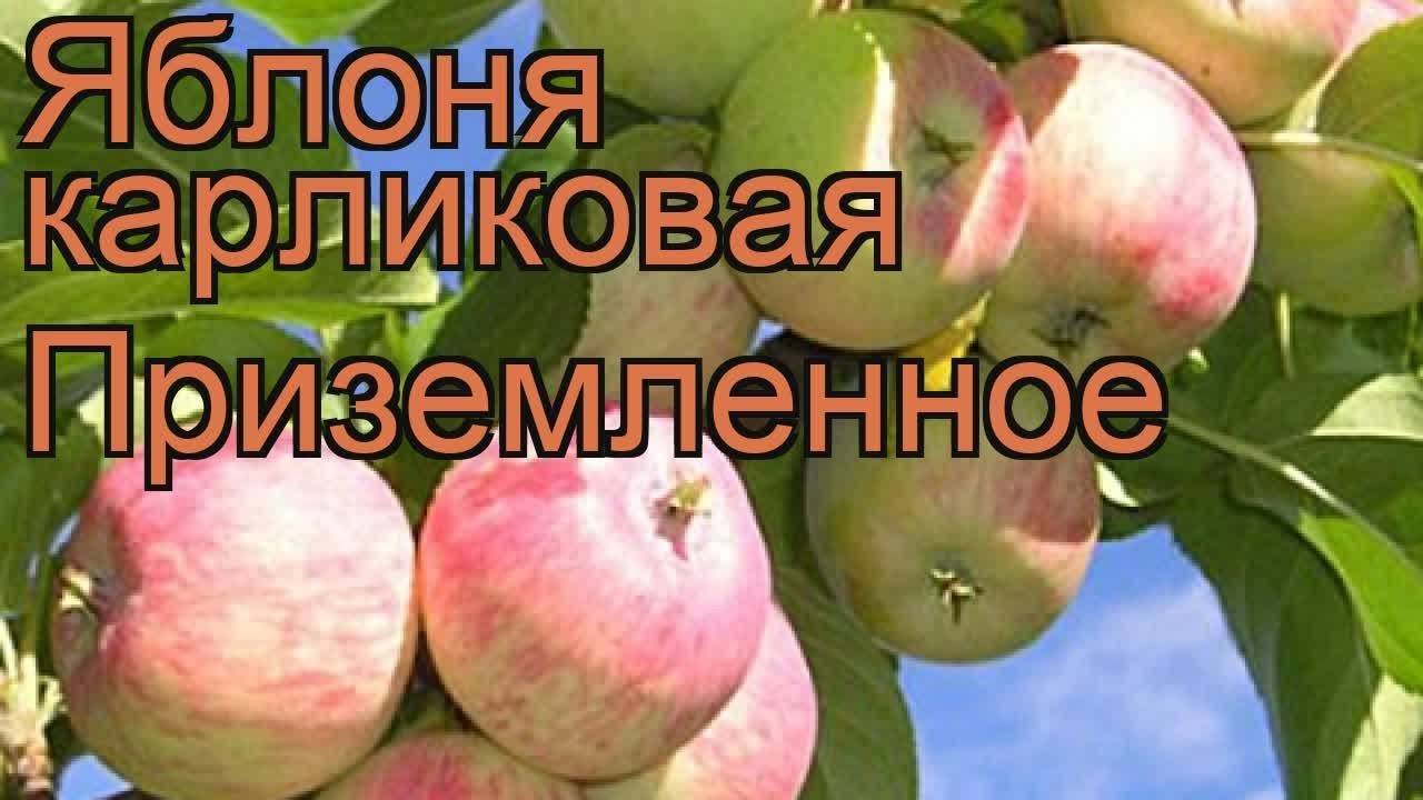Характеристика и агротехника выращивания яблони сорта айнур