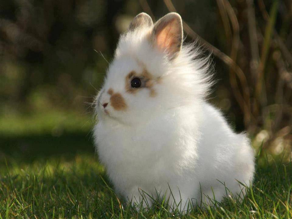 Сколько живут декоративные кролики?