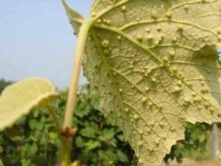 Чем лечить виноград: профилактика, лечение, распознавание и предупреждение болезни (110 фото)