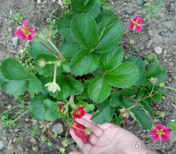 Как посадить и вырастить клубнику — землянику сорта «дивная»