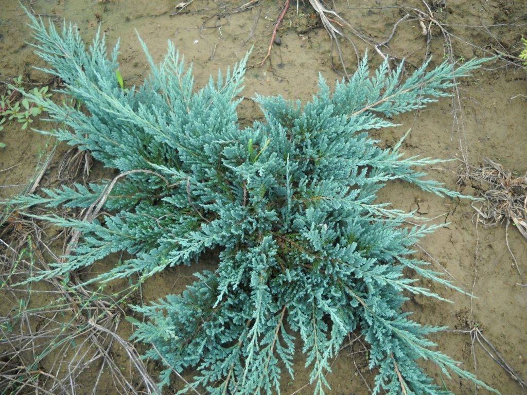 Можжевельник чешуйчатый блю стар (juniperus squamata blue star)