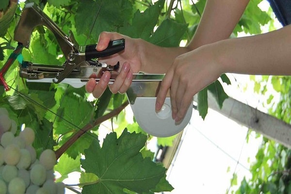 Как подвязать виноград на шпалеру — ягоды грибы