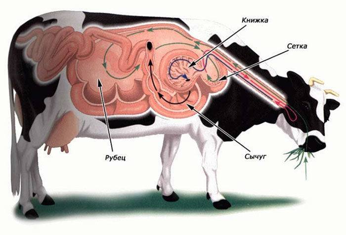 Лечение кетоза у коров
