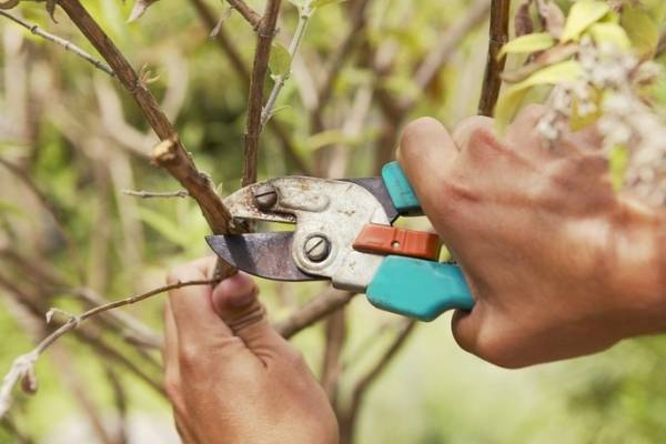 7 способов, как обрезать ветку дерева или куста