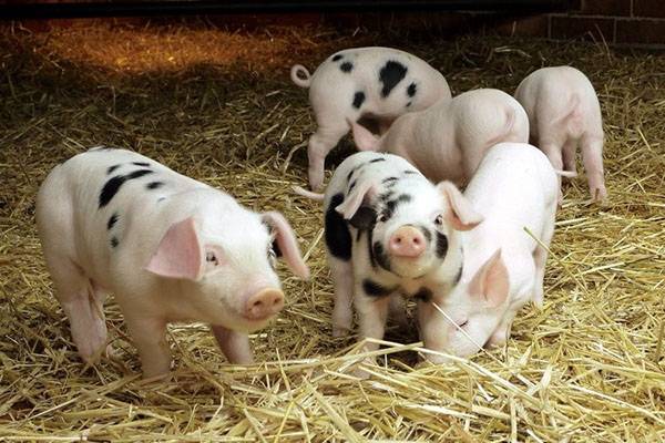 Чем кормить свиней для быстрого роста в домашних условиях