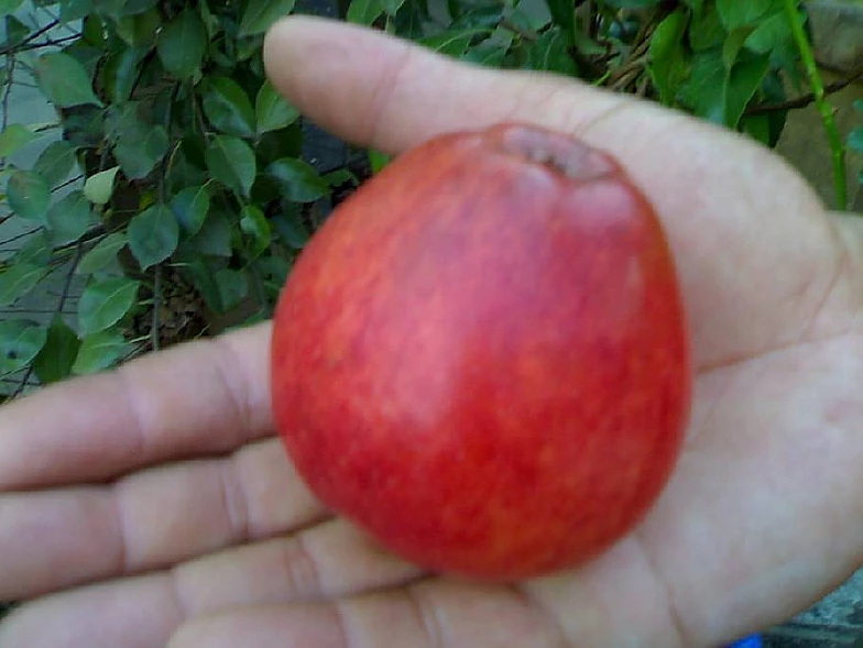 О яблоне Воспитанница: описание сорта, характеристики, агротехника, выращивание