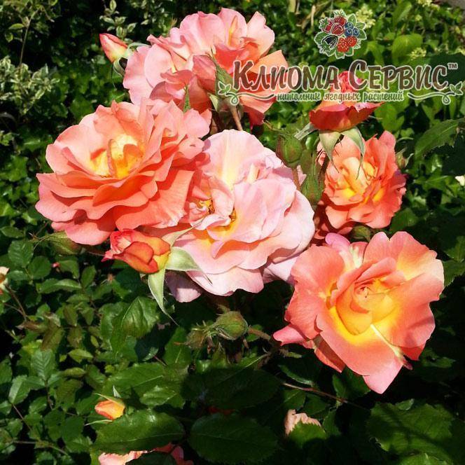 Плетистый сорт роз вестерленд: характеристики паркового и альпийского шраба
