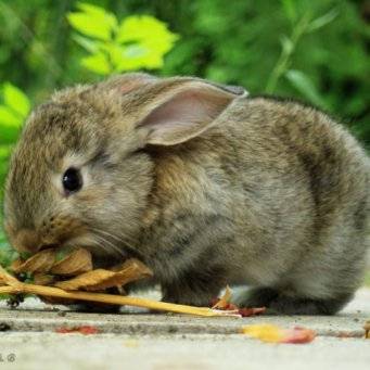 Можно ли кормить кроликов хлебом?