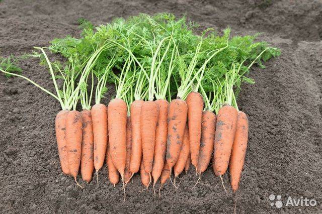 7 эффективных способов посева семян моркови